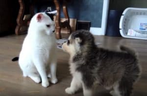 「しつこいにゃ〜…」子犬たちにモテモテの猫さん。