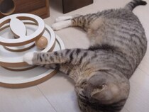 あっちからも、こっちからも忙しすぎる!?  両手で2つのボールを同時に転がす猫さん