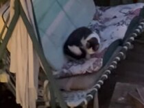 涼しい夕暮れにリラックス。お外遊びの後はハンモックでのんびりする猫さん