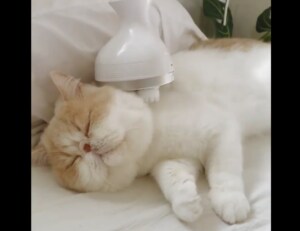 猫も肩がこる? 気持ちよさそうにマッサージ♪