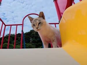 シャムネコちゃん、滑り台に挑戦!? でも本当は遊びよりスリスリ、甘えたい気持ちが勝っちゃう