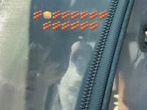 検診前でもごきげん♡ 歌が上手なインコさん、車内でお気に入りソングを熱唱