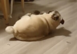 邪魔しないでよ〜ぬいぐるみ遊びに夢中なパグ。