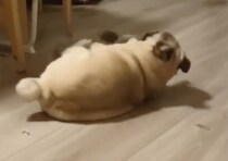 邪魔しないでよ〜ぬいぐるみ遊びに夢中なパグ。