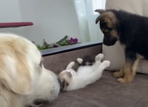 子猫と遊びたい子犬と、その輪に混ざりたい成犬が可愛すぎ！