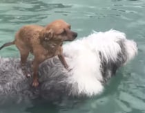 チワワ「海は怖いもん」大型犬の背中に乗せてもらって快適のはずが…