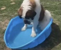 ママ、これちょっと小さくない？ 愛犬にプールをプレゼントしたら…