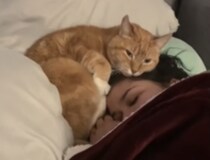 くっついて寝たいニャ… 甘えん坊猫の行動が可愛い♪