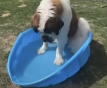 ママ、これちょっと小さくない？ 愛犬にプールをプレゼントしたら…