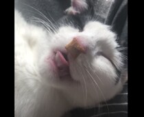 寝ている子猫の顔にご飯を… 寝ててもモグモグしちゃう！