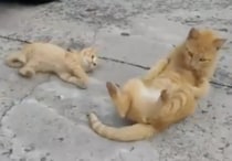 「腰をひねって、こうニャ！」親猫にゴロンのレッスンを受ける子猫