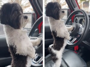 なんだかカッコいいぞ!ハンドルを握って凛々しい顔の犬さん。