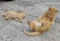 「腰をひねって、こうニャ！」親猫にゴロンのレッスンを受ける子猫