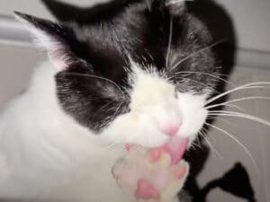 まるでネイルケア！ 丁寧に爪を磨く猫のこだわり時間