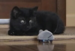 ねずみのおもちゃに驚く子猫。リアクションがアニメっぽい。