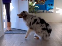 猫の朝ごはんも、掃除も完璧！働き者のワンコがすごすぎる