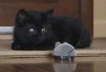 ねずみのおもちゃに驚く子猫。リアクションがアニメっぽい。