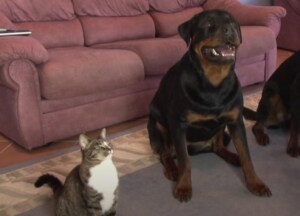 犬と一緒に育った猫さん、同じように「芸」だってできちゃう!