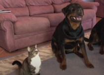 犬と一緒に育った猫さん、同じように「芸」だってできちゃう！