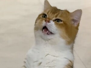 これはお願い?それとも命令?「早くこっち来てニャ!」飼い主さんを呼ぶ姿が可愛い猫さん