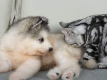 「大きくなっても、友だちだよ」子猫と子犬の仲良しコンビ♡