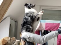 立ち上がって、はいポーズ！ 朝のヨガを楽しむ犬さん。