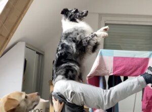 立ち上がって、はいポーズ! 朝のヨガを楽しむ犬さん。