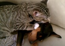 「おかえり〜寂しかったよ」病院帰りの子犬をハグする猫さん。