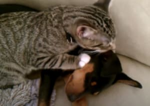 「おかえり〜寂しかったよ」病院帰りの子犬をハグする猫さん。