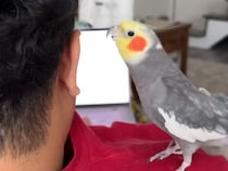 「ねぇ聞いてってば！」飼い主に歌を披露したいオカメインコさんが可愛いすぎる