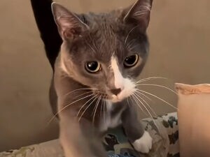 「ねぇ、ちょっとだけ…」恥ずかしがり屋の猫さんが見せる控えめな甘え方