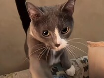 「ねぇ、ちょっとだけ…」恥ずかしがり屋の猫さんが見せる控えめな甘え方