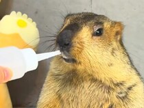 「もう結構です」丁寧にお断りするマーモットくんが紳士すぎる♡