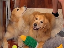 綺麗になったはずの部屋が5分でカオス！ 犬と暮らす家の“リアルあるある”に共感必至