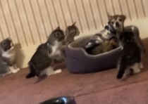 子猫の大群がやってきた…！ 囲まれて困惑する犬さん。