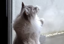 手伝ってくれてるの？ 窓掃除をしてくれる猫さん。