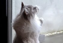 手伝ってくれてるの？ 窓掃除をしてくれる猫さん。