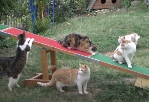 野良猫さんたちのためにシーソーを設置!猫の体重でうまく乗れる?