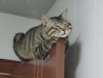 そこ居心地いいの！？ドアの上で寝る猫ちゃん。