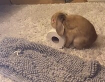 ウサギ、怒りのドロップキック！！