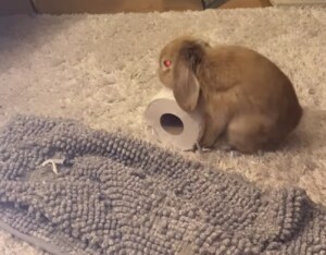 ウサギ、怒りのドロップキック!!