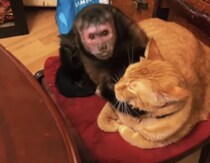 キスしたいくらい大好き！ おサルにモテモテな猫さん。