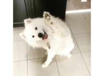 元気に手を挙げてお返事♪モフモフのサモエド犬が可愛い。