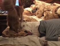 「起こさないように、そーっと…」爆睡する犬を気遣って歩く猫