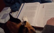 読書の秋だもんニャ、飼い主と一緒に本を読もうとする猫。