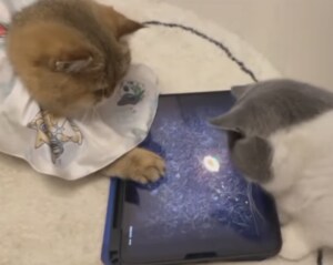 「これハマるにゃ」「難しいニャ」ゲームに夢中な猫ちゃんず。