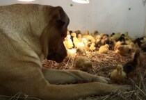 犬「ピヨピヨ可愛いなぁ」アヒルのヒナを見守る犬さん。