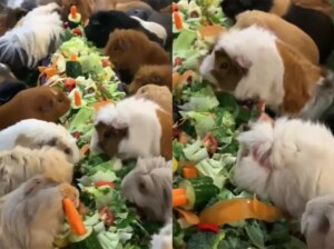 プイ♪プイ♪ 楽しそうなモルモットのお食事会!