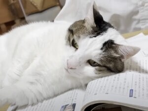 教科書の上が特等席♡ 全力で応援する猫さんがかわいすぎる