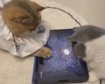 「これハマるにゃ」「難しいニャ」ゲームに夢中な猫ちゃんず。